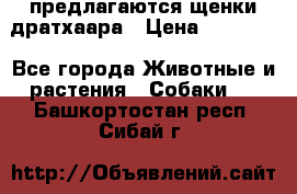 предлагаются щенки дратхаара › Цена ­ 20 000 - Все города Животные и растения » Собаки   . Башкортостан респ.,Сибай г.